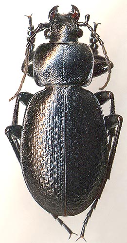 Carabus kruberi