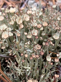 Cladonia amaurocraea