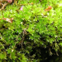 Rosulabryum capillare (Hedw.) J.R. Spence