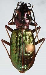 Nebria (Catonebria) fulgida