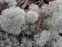 Cladonia stellaris 