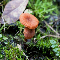 Laccaria laccata