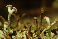 Cladonia botrytes 