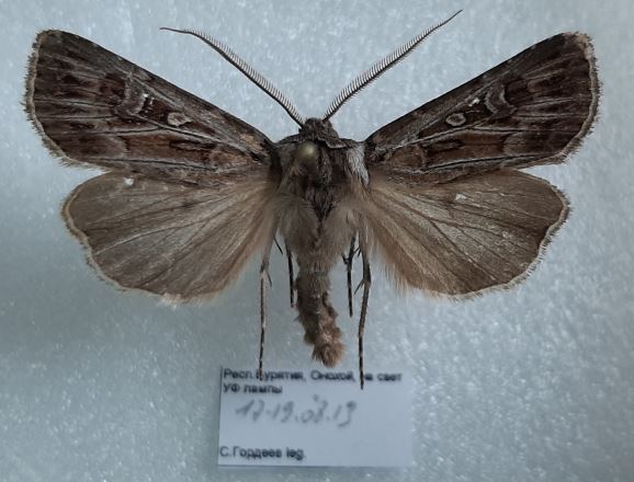 Agrotis fatidica