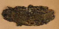 Lecanora septentrionalis