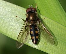 Platycheirus peltatus 