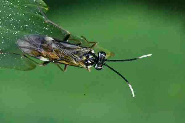 Tenthredopsis tischbeinii