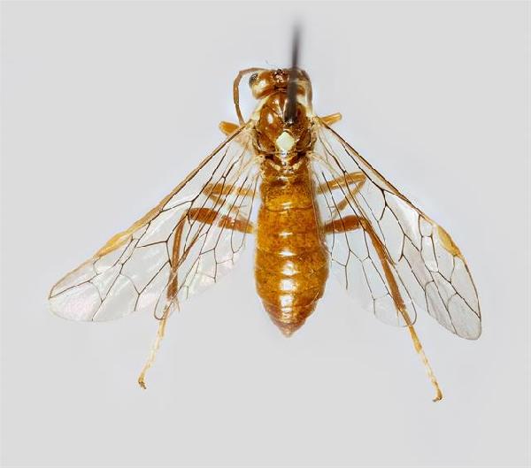 Tenthredopsis auriculata