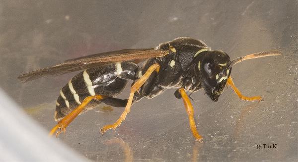 Polistes (Polistes) biglumis 