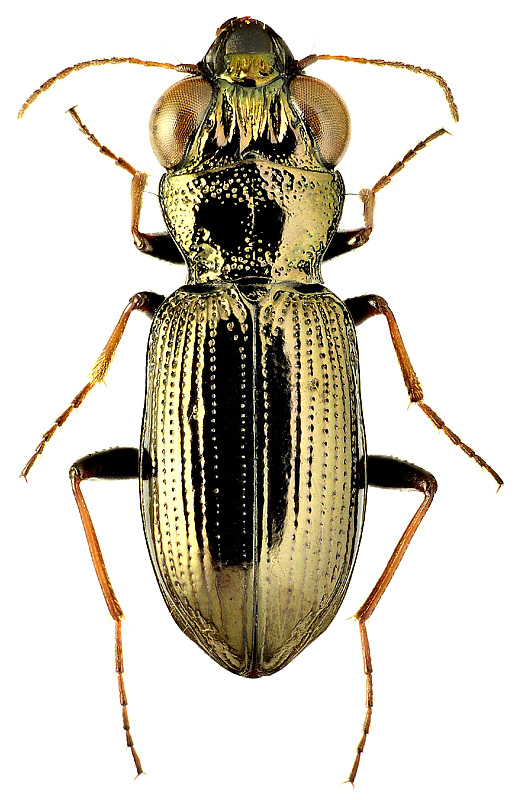 Notiophilus (s. str.) impressifrons