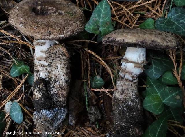 Calonarius coniferarum�