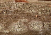 Pertusaria borealis 