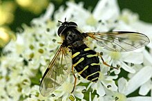 Dasysyrphus venustus 