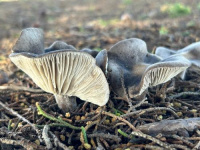 Melanoleuca melaleuca