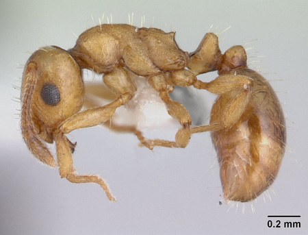 Myrmoxenus (=  Epimyrma) gordiagini 