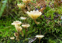 Lichenomphalia umbellifera 