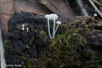 Hemimycena lactea