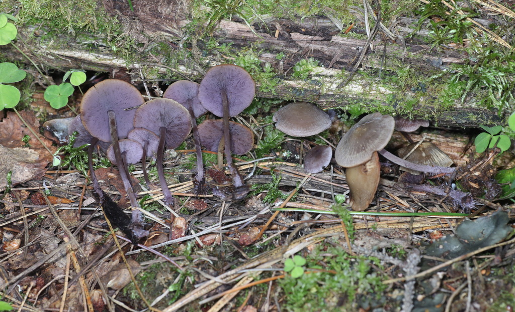 Baeospora myriadophylla�