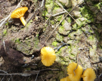 Lichenomphalia luteovitellina