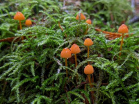 Mycena strobilinoidea