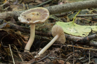 Inocybe grammata