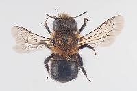 Osmia (Melanosmia) nigriventris