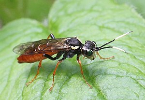 Tenthredo (Tenthredella) ferruginea 