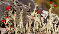 Cladonia macilenta 