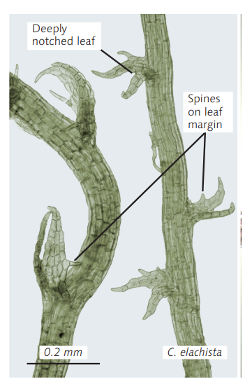 ������������ ���������� 