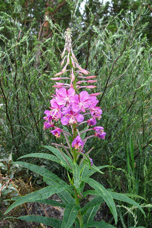 ���������� �����������