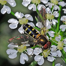 Melangyna umbellatarum 