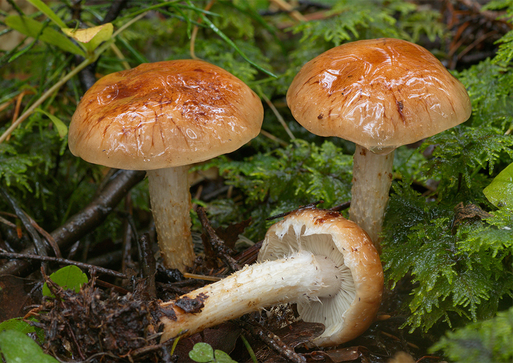 ���������� ���������