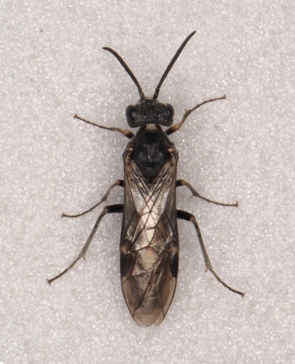 Dolerus (Oncodolerus) eversmanni eversmanni 