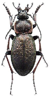 Carabus henningi 