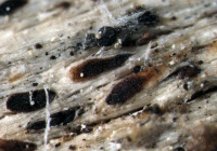 Xylographa parallela