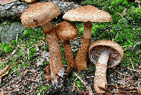 Cortinarius pholideus 