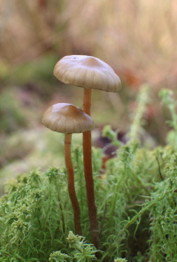 Hypholoma myosotis