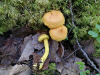 Pholiota flammans