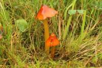 Hygrocybe conica