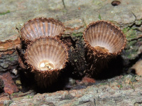 Cyathus striatus