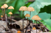 Marasmius siccus 