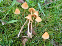 Galerina clavata