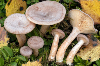 Lactarius glyciosmus