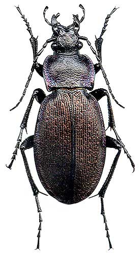 Carabus regalis