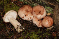 Hygrophorus erubescens