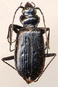 Nebria (Boreonebria) nivalis 